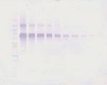 IL-12 p70 Antibody in Western Blot (WB)