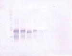 IL-12 p70 Antibody in Western Blot (WB)