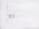 IL-12 p70 Antibody in Western Blot (WB)