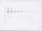 IL-12 p70 Antibody in Western Blot (WB)