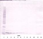 CXCL12 alpha (SDF-1 alpha) Antibody in Western Blot (WB)