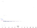 CD137 Antibody in Western Blot (WB)