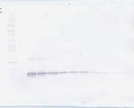 TNFR2 (soluble) Antibody in Western Blot (WB)