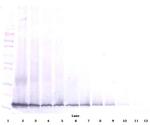 Midkine Antibody in Western Blot (WB)