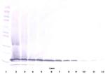 Midkine Antibody in Western Blot (WB)