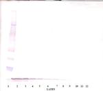 EGF Antibody in Western Blot (WB)