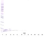 EGF Antibody in Western Blot (WB)