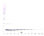 IL-3 beta Antibody in Western Blot (WB)