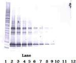 LIGHT Antibody in Western Blot (WB)