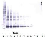 LIGHT Antibody in Western Blot (WB)