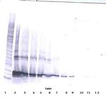 LIGHT Antibody in Western Blot (WB)