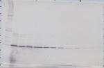 FGF1 Antibody in Western Blot (WB)