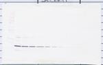 Resistin Antibody in Western Blot (WB)