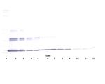 IL-20 Antibody in Western Blot (WB)