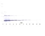 IL-20 Antibody in Western Blot (WB)