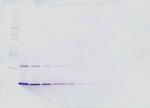 IL-21 Antibody in Western Blot (WB)