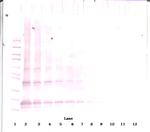 Adipolean (gAcrp30) Antibody in Western Blot (WB)