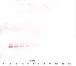 BMP-7 Antibody in Western Blot (WB)