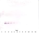 BMP-7 Antibody in Western Blot (WB)