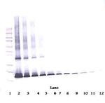 IL1RA Antibody in Western Blot (WB)