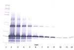 WISP2 Antibody in Western Blot (WB)