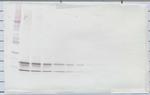 CCL4 Antibody in Western Blot (WB)