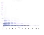 RELM beta Antibody in Western Blot (WB)