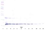 IL-1 alpha Antibody in Western Blot (WB)