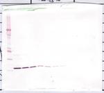 IL-1 beta Antibody in Western Blot (WB)