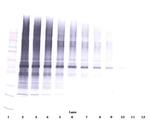 NAMPT Antibody in Western Blot (WB)