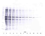 NAMPT Antibody in Western Blot (WB)