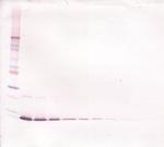 IL-13 Antibody in Western Blot (WB)