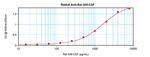 GM-CSF Antibody in ELISA (ELISA)