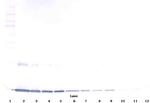 GM-CSF Antibody in Western Blot (WB)