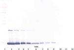 GM-CSF Antibody in Western Blot (WB)