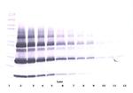 PlGF-1 Antibody in Western Blot (WB)