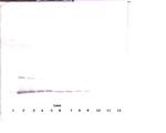 IL-2 Antibody in Western Blot (WB)