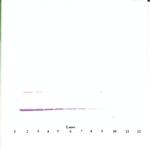 IL-3 Antibody in Western Blot (WB)