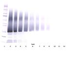 IGFBP5 Antibody in Western Blot (WB)