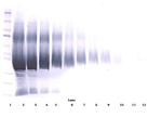 IGFBP5 Antibody in Western Blot (WB)