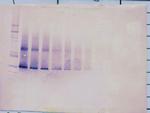 IGFBP5 Antibody in Western Blot (WB)