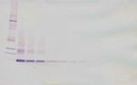 GDF3 Antibody in Western Blot (WB)