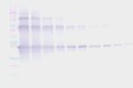 Nanog Antibody in Western Blot (WB)