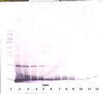 IL-4 Antibody in Western Blot (WB)