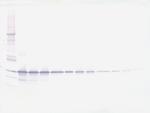 Galectin 3 Antibody in Western Blot (WB)