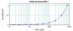 WNT1 Antibody in ELISA (ELISA)