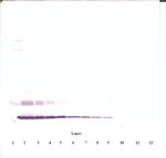 CTGF Antibody in Western Blot (WB)