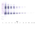 Serpina12 Antibody in Western Blot (WB)