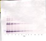 IL-6 Antibody in Western Blot (WB)