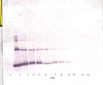 IL-6 Antibody in Western Blot (WB)